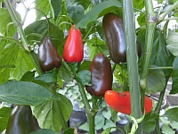 写真:赤いパプリカの様子