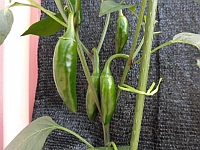 写真:ピーマンの様子