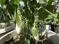 写真:白なすの様子