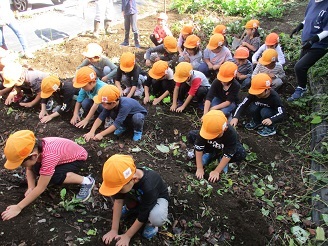 5歳児芋ほり様子の写真