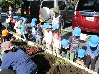 4歳児芋ほり見学様子の写真