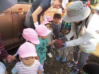 1歳児芋ほり見学様子の写真