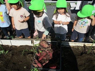 3歳児芋ほり見学様子の写真