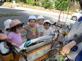 0歳児芋ほり見学様子の写真