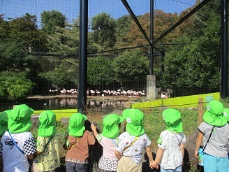 3歳児遠足フラミンゴ見る様子の写真