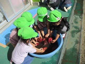 3歳児芋洗い様子の写真