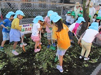 5歳児がぼかし肥料を混ぜた野菜（きんちゃん）を畑に入れて混ぜている写真です。