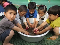 3歳児がさつまいもを洗う写真