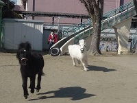 元気に走るリトルホースの写真