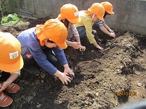 写真：じゃが芋の苗植え2