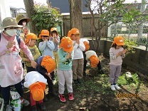 写真：じゃが芋の苗植え3