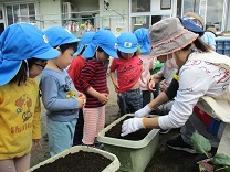 写真：夏野菜苗植え1