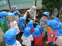 写真：夏野菜苗植え2