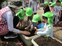 写真：夏野菜苗植え3