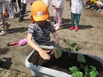 写真：夏野菜苗植え6