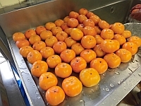 写真:給食室で柿を洗う様子