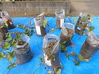 写真:米袋で育ったさつま芋の様子