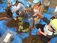 写真:さつま芋を掘っていり様子