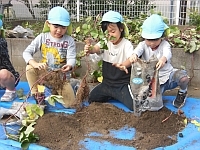 写真:収穫した様子