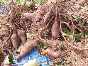 写真:収穫したさつま芋