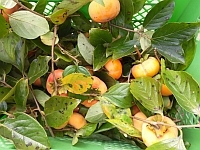 写真:収穫した柿