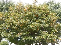 写真:園庭の柿の木