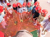 写真:2歳児の収穫の様子