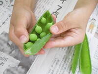 グリンピースの写真