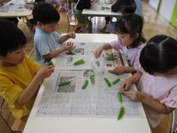 グリンピースを向いている様子の写真