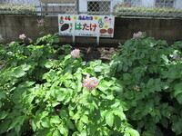 ジャガイモの花が咲いている様子の写真