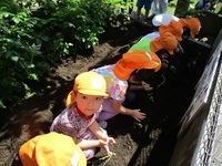 さつまいもの苗を植えている子ども達の様子の写真