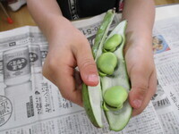 そら豆の写真