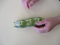 そ皮をむいたそら豆の写真