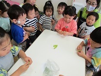 写真：グリンピースさやむき4歳児2