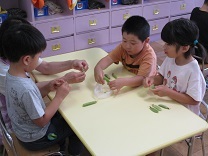 写真：グリンピースさやむき5歳児1