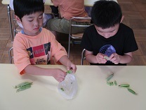 写真：グリンピースさやむき5歳児2