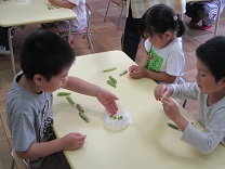写真：グリンピースさやむき5歳児3