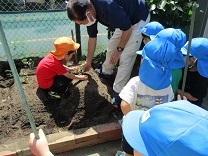 写真：さつまいも苗植え4