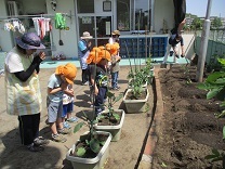 写真：さつまいも苗植え5
