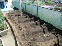 写真：さつまいも苗植え6