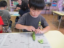 写真：そら豆さやむき5歳児2