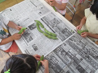 そら豆のさやむきをしている写真2