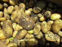 ジャガイモの写真