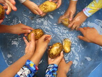 ジャガイモを洗っている様子の写真