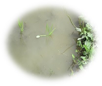 子どもが植えた苗の写真