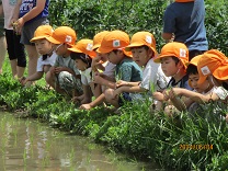 田んぼで農園の方から話を聞く5歳児の写真