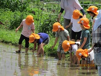 田植えをする5歳児の写真