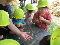 一粒ずつ小麦の皮をむく子どもの写真