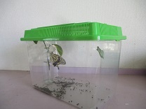 写真：蝶々5歳児1