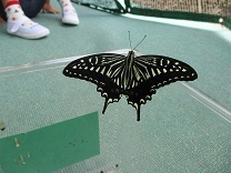 写真：蝶々1歳児2